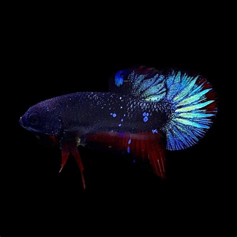 Rare Avatar Black Star Betta Fish For Sale – Thailand Betta Fish.